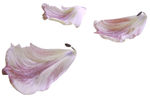 玫瑰花瓣素材