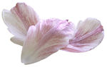 玫瑰花瓣