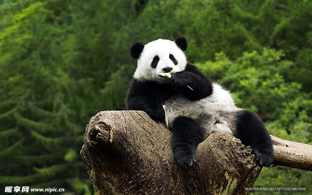 可爱动物大熊猫