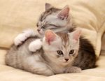 可爱动物猫咪