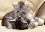可爱动物猫咪