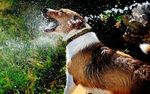 狗