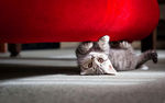 可爱动物猫咪