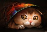 可爱动物猫咪