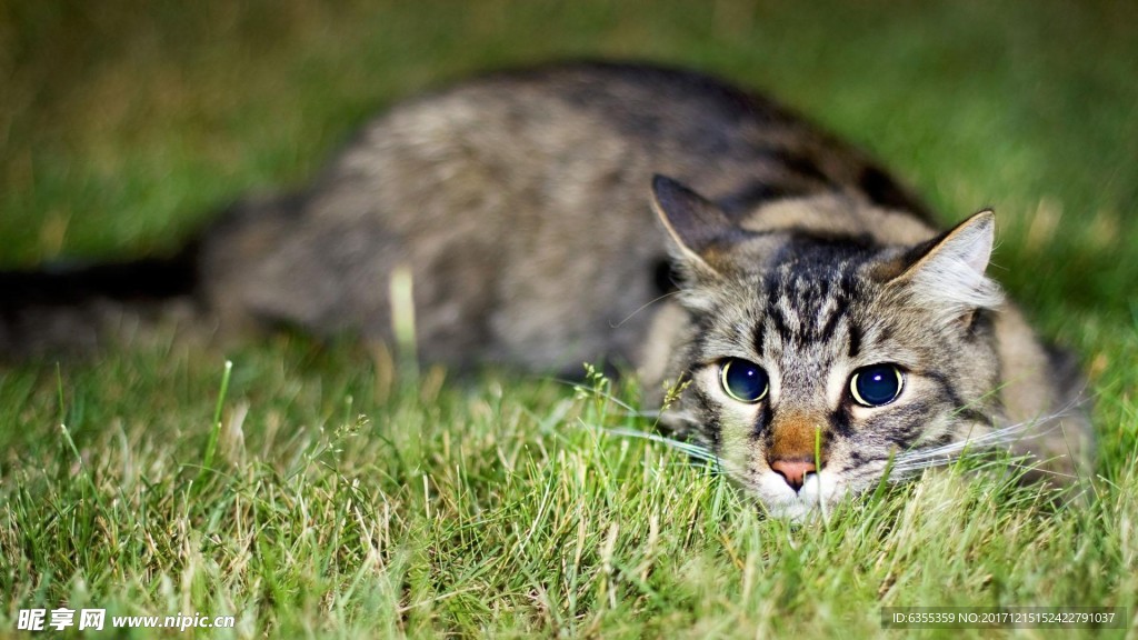 可爱动物猫咪