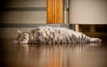 小猫