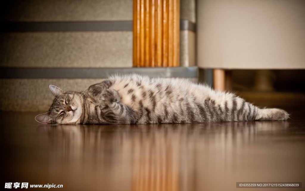 小猫