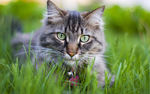 可爱动物猫咪