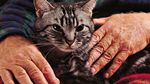 可爱动物猫咪