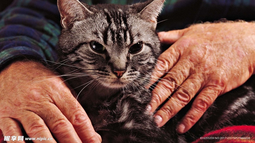 可爱动物猫咪