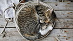 小猫
