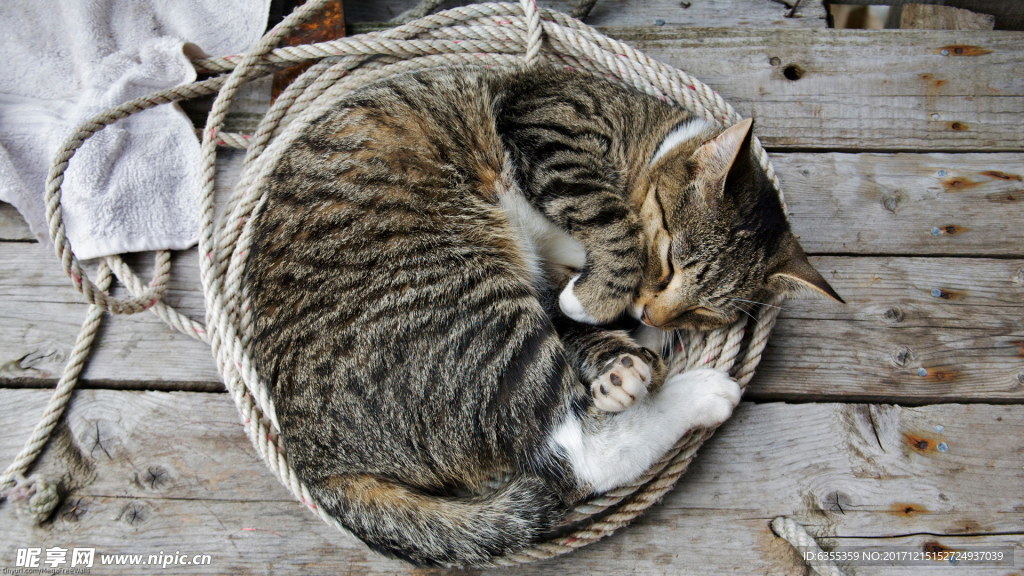 小猫