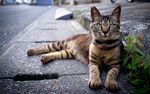 可爱动物猫咪