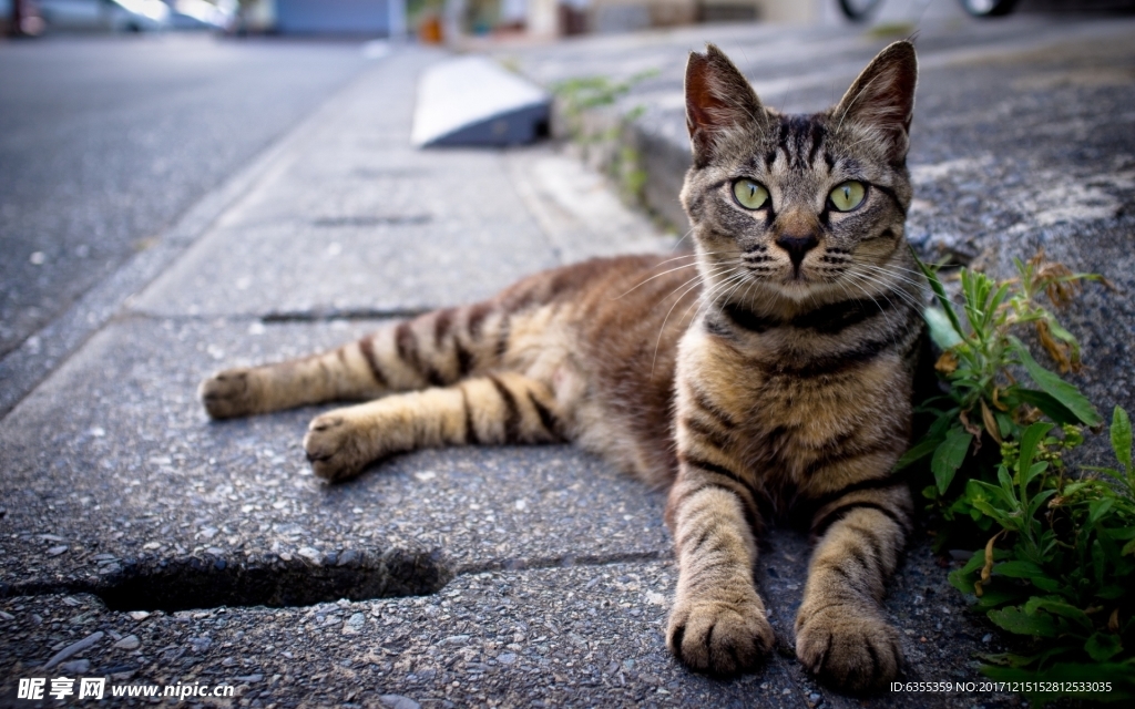 可爱动物猫咪