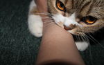 小猫