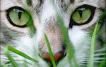 可爱动物猫咪