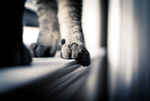 可爱动物猫咪
