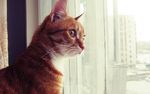 可爱动物猫咪