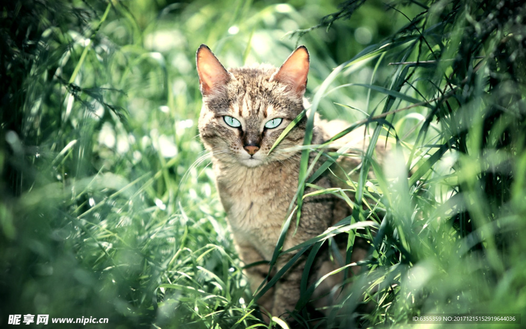 可爱动物猫咪