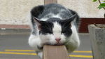 可爱动物猫咪