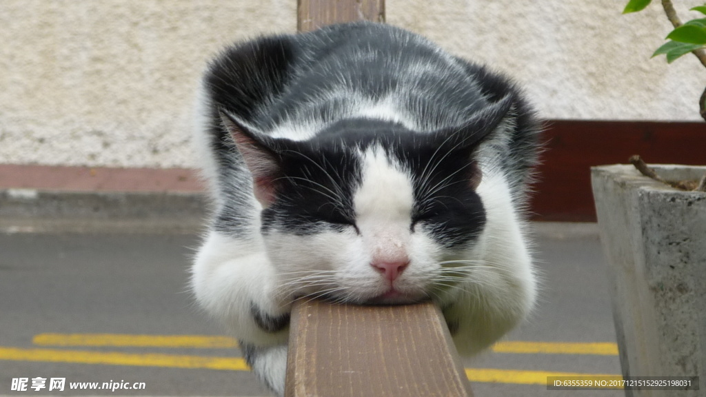 可爱动物猫咪