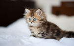 可爱动物猫咪