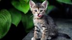 可爱动物猫咪