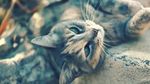 可爱动物猫咪