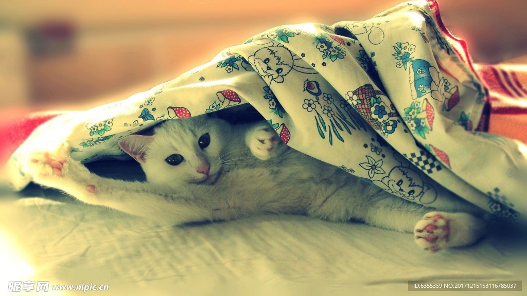 动物素材可爱猫