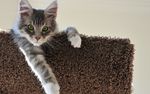 动物素材可爱猫