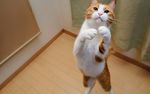 小猫
