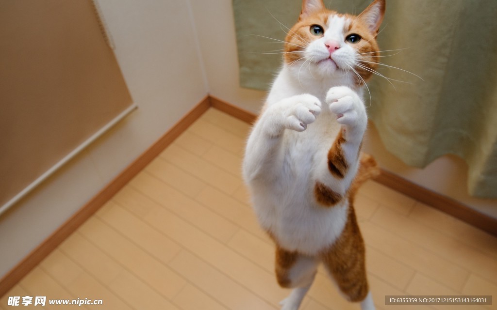 小猫