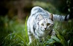 小猫