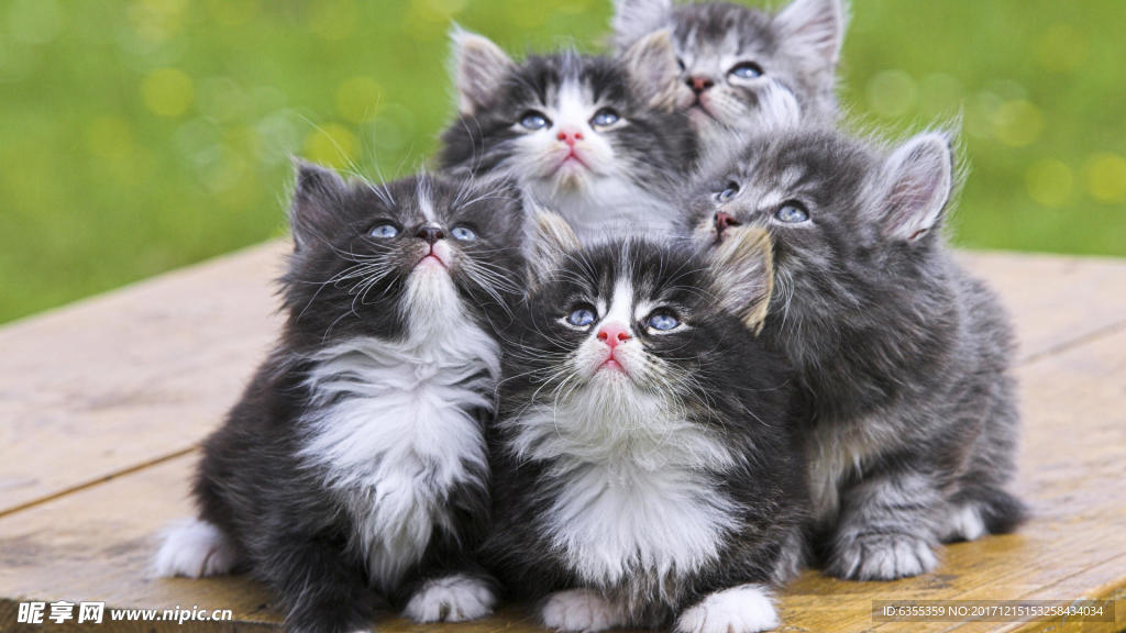 小猫