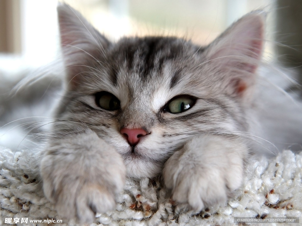 小猫