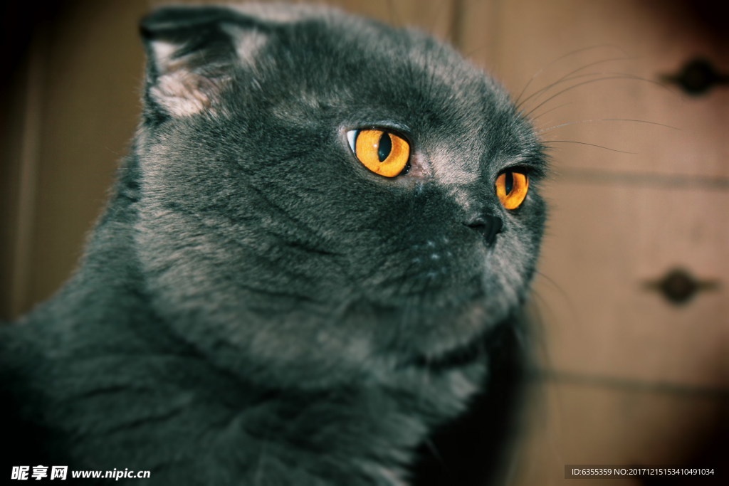 小猫