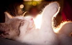 小猫
