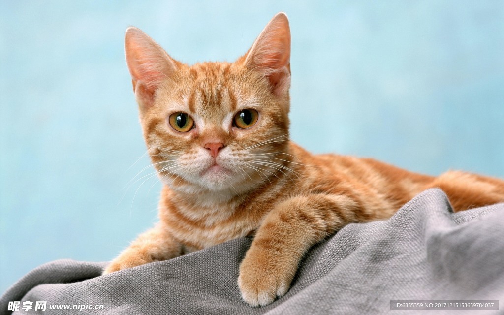 小猫