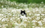 小猫