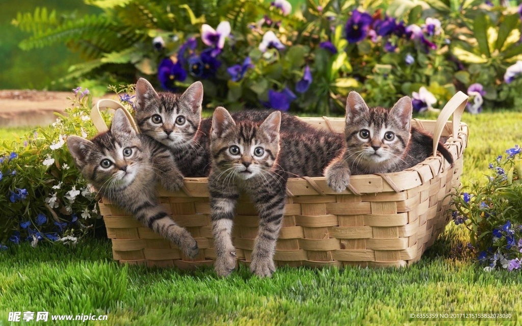 小猫