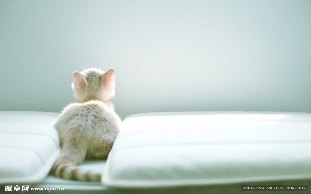 小猫