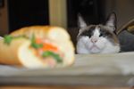 小猫