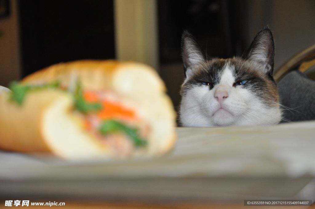小猫