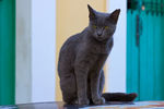 小黑猫