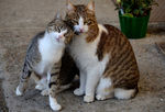 小猫
