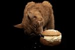 小猫