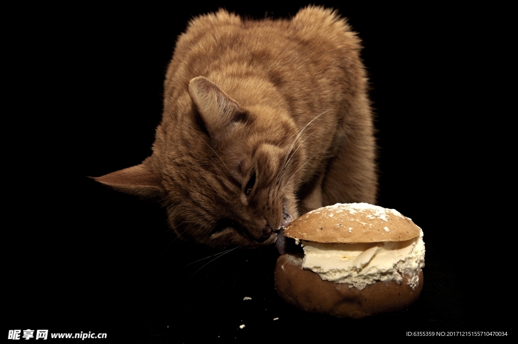 小猫