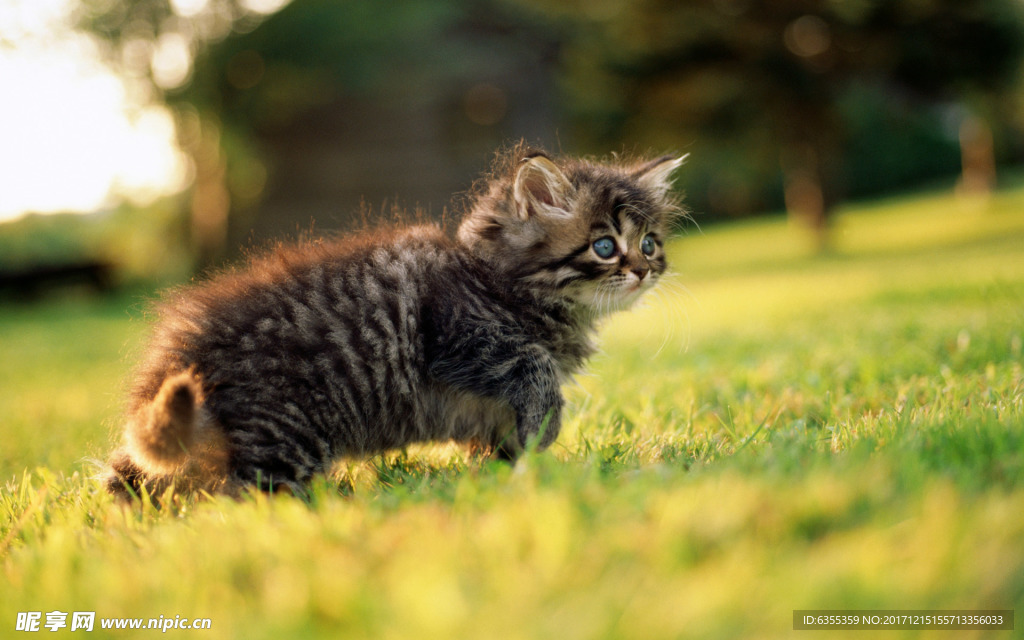 小猫
