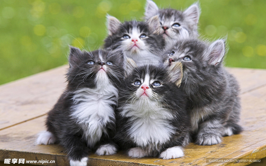 小猫