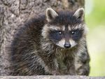 小猫咪